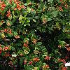 Lonicera sempervirens, habit