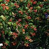 Lonicera sempervirens, habit