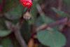 Lonicera sempervirens, flowers