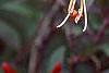Lonicera sempervirens, flowers