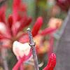 Lonicera sempervirens, flowers