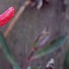 Lonicera sempervirens, flowers