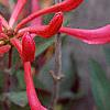 Lonicera sempervirens, flowers