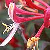 Lonicera sempervirens, flowers