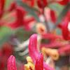 Lonicera sempervirens, flowers