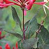 Lonicera sempervirens, flowers