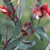 Lonicera sempervirens, flowers
