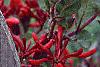 Lonicera sempervirens, flowers