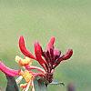 Lonicera sempervirens, flowers