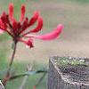Lonicera sempervirens, flowers