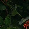 Lonicera sempervirens, flowers