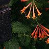 Lonicera sempervirens, flowers