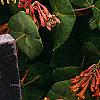 Lonicera sempervirens, flowers