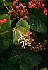 Lonicera sempervirens, flowers