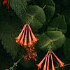 Lonicera sempervirens, flowers