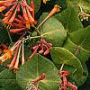 Lonicera sempervirens, flowers