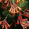 Lonicera sempervirens, flowers