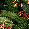 Lonicera sempervirens, flowers