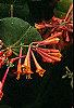 Lonicera sempervirens, flowers