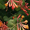 Lonicera sempervirens, flowers
