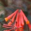 Lonicera sempervirens 'Cedar Lane', flowers