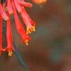 Lonicera sempervirens 'Cedar Lane', flowers