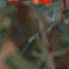 Lonicera sempervirens 'Cedar Lane', flowers