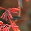 Lonicera sempervirens 'Cedar Lane', flowers