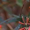 Lonicera sempervirens 'Cedar Lane', flowers