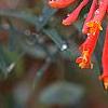 Lonicera sempervirens 'Cedar Lane', flowers