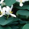 Lonicera tatarica, flowers