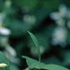 Lonicera tatarica, flowers