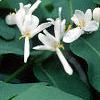 Lonicera tatarica, flowers
