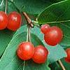 Lonicera tatarica, fruit