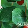 Lonicera tatarica, fruit