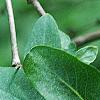 Lonicera tatarica, fruit