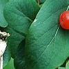 Lonicera tatarica, fruit