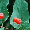 Lonicera tatarica, fruit