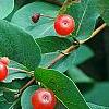 Lonicera tatarica, fruit