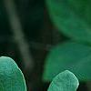 Lonicera tatarica, fruit