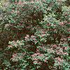 Lonicera tatarica 'Arnold Red', habit