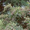 Lonicera tatarica 'Arnold Red', habit