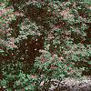 Lonicera tatarica 'Arnold Red', habit