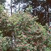 Lonicera tatarica 'Arnold Red', habit
