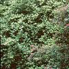 Lonicera tatarica 'Arnold Red', habit