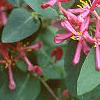 Lonicera tatarica 'Arnold Red', flowers