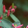 Lonicera tatarica 'Arnold Red', flowers