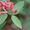 Lonicera tatarica 'Arnold Red', flowers