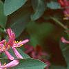 Lonicera tatarica 'Arnold Red', flowers