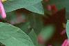 Lonicera tatarica 'Arnold Red', flowers